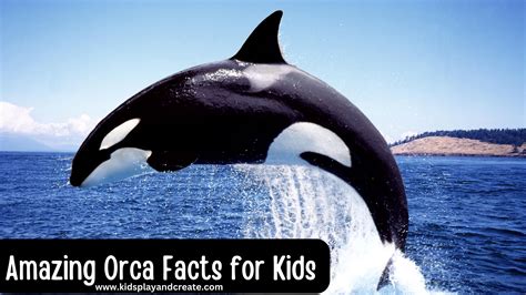 Orca Eating Dolphin