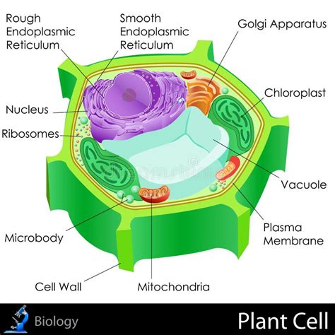 Cellula vegetale illustrazione di stock. Illustrazione di schema - 31606462