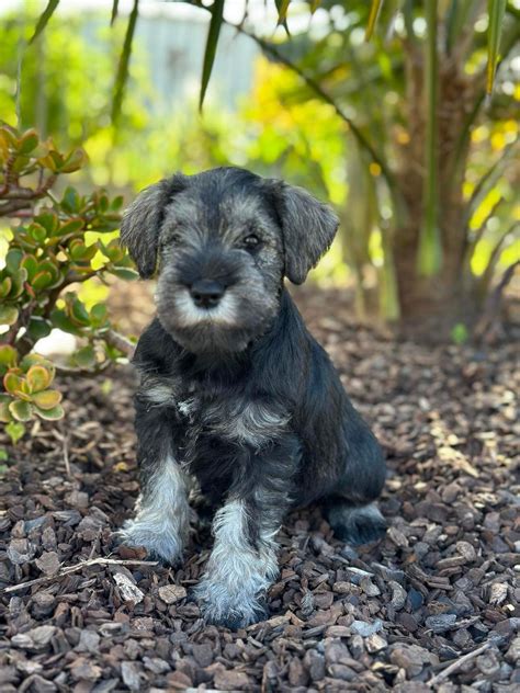 Miniature Schnauzer Puppies – Cheraton Kennels New Zealand