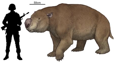 Diprotodon - Megafauna from Prehistoric Australia | Extinct animals, Prehistoric wildlife ...