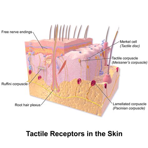 Mechanoreceptors – Introduction to Sensation and Perception