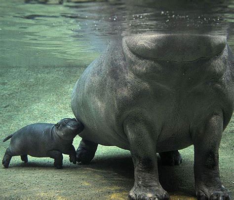 Baby Hippopotamus