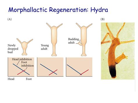 PPT - Post Embryonic Development PowerPoint Presentation, free download ...