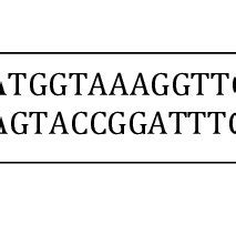 Primer used, sequence and amplicon size | Download Scientific Diagram