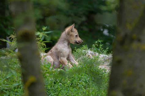 Camera captures wild wolf pup's first howl