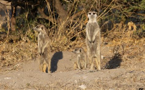 Meerkat family standing outside burrow | Near Makgadikgadi P… | Flickr