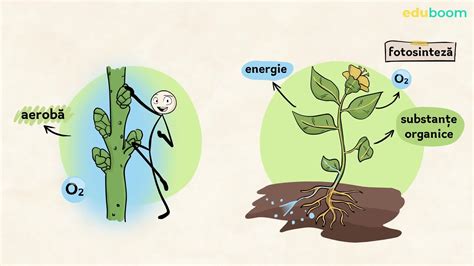 Respirația la plante. Biologie clasa a 10-a