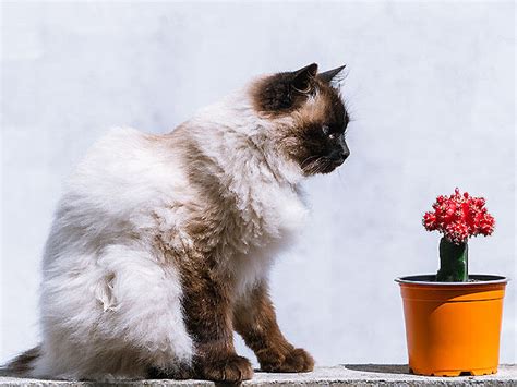 Siamese Himalayan Cat: Complete Guide - Vocal Cats