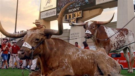 Texas Longhorns beloved mascot Bevo: See photos through the years