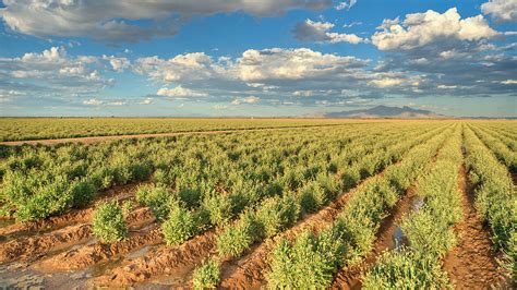 Bridgestone aims to make natural-rubber tires from a sustainable American southwest crop