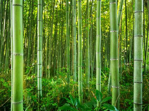 Arashiyama Bamboo Forest – See the most graceful bamboo pillars