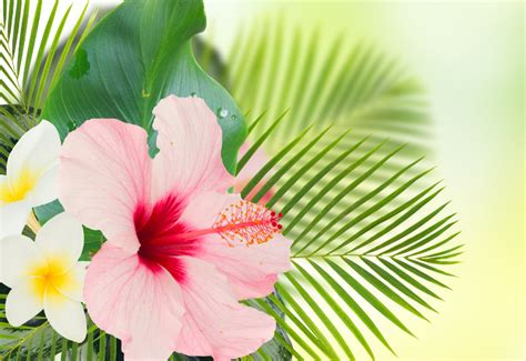 Pictures And Names Of Hawaiian Flowers | Best Flower Site