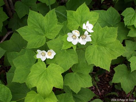 Rubus parviflorus (Thimbleberry): Minnesota Wildflowers