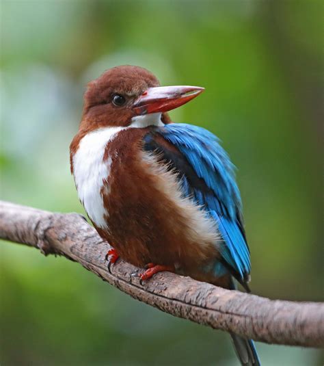 Pictures and information on White-throated Kingfisher