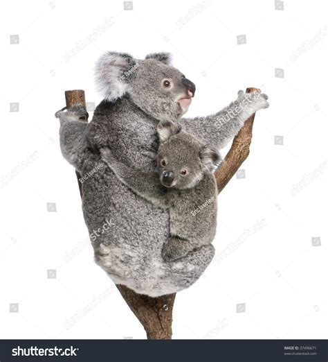 Koala Bears Climbing Tree 4 Years Stock Photo 37496671 | Shutterstock