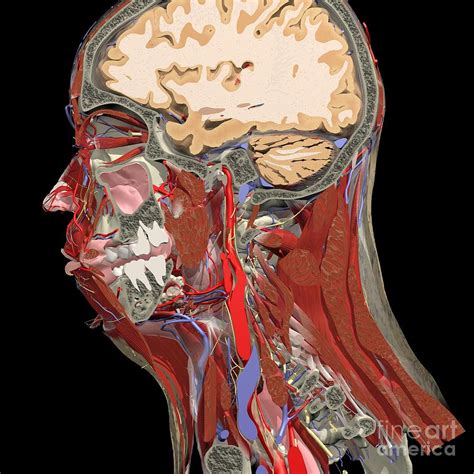 Sagittal Section Anatomy