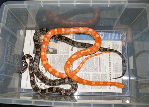 Cornsnake thread | Reptile Forums