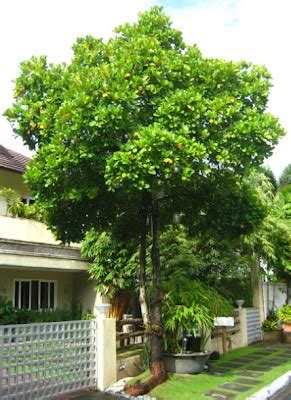 a miracle of Ipil ipil tree and other unique trees: Kasoy, Cashew nut tree