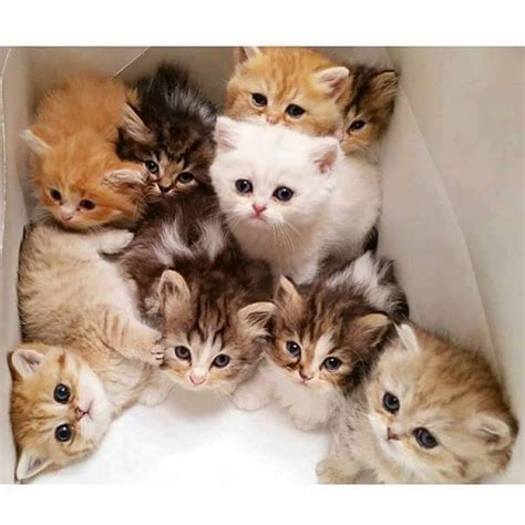 ℓυηα мι αηgєℓ ♡ : Foto Cute Kittens, Newborn Kittens, Kittens And Puppies, Baby Cats, Pet Cats ...