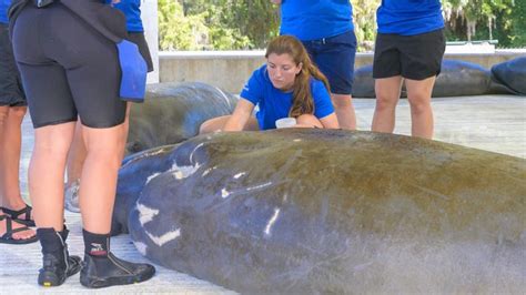 Florida manatee feeding program uses up 400,000 pounds of lettuce to ...