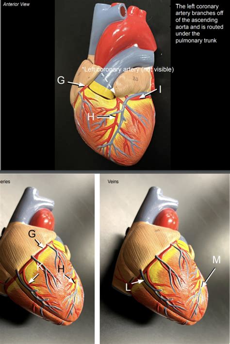 Coronary circulation Diagram | Quizlet