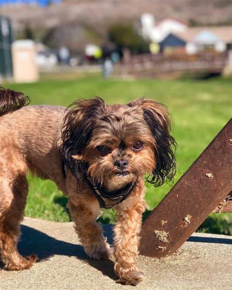 Is the Shih Tzu Yorkie Mix the Right Dog For You? - K9 Web