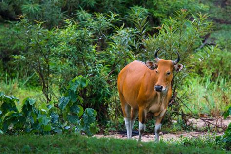 A Nature Lover’s Guide to UNESCO World Heritage Sites in Southeast Asia | The Culture Embassy ...