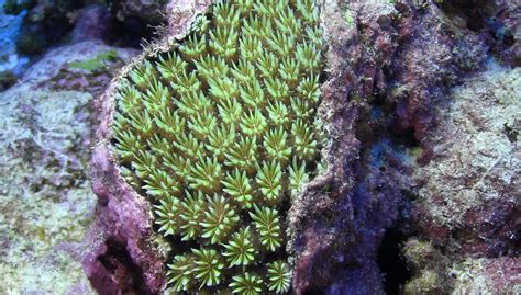 NOAA awards $2.4 million for mesophotic coral ecosystem research in ...