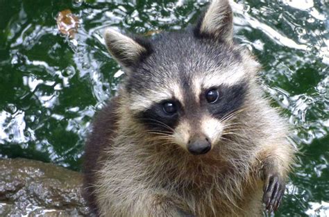 Rencontre avec la faune sauvage des îles de la Guadeloupe avec Rent A Car - Blog Rentacar ...