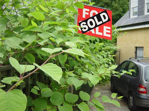 Japanese knotweed: What does it look like and why is the weed so destructive? | The Independent