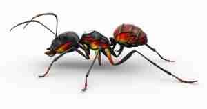 Fire Ant Control Methods | Think Green Lawn Service