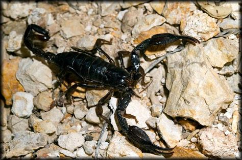 19 Types of Scorpions In Texas (with Pictures)