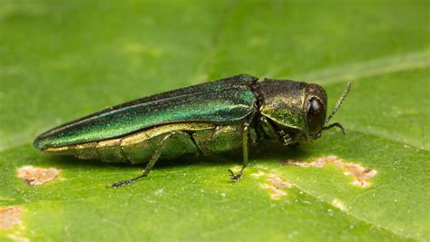 As ash borer barrels through North American forests, scientists and ...