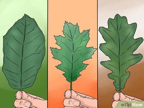 3 Ways to Identify Oak Leaves - wikiHow