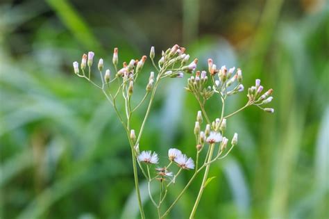 Premium Photo | Beautiful wild flower in forest