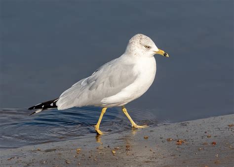 Ring-billed Gull | San Diego Bird Spot