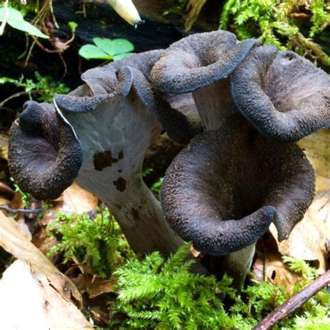 Black Trumpet - Mushroom Appreciation