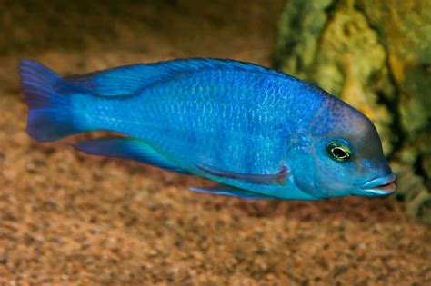 Pin on Lake Malawi Hap Cichlids