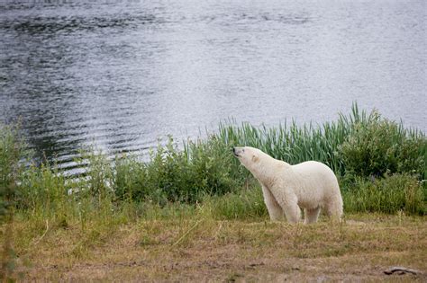 Cochrane Polar Bear Habitat & Heritage Village – Attractions Ontario