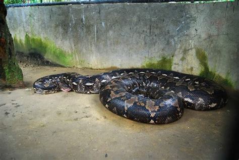 Biggest Bohol Python Snake named Prony