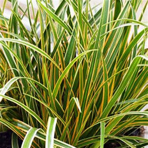 15 of the Best True Sedge Plant Varieties for the Home Garden