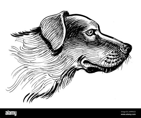 Dog head. Ink black and white drawing Stock Photo - Alamy