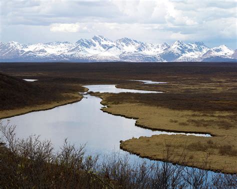 Tundra with Alaska Range Photograph by Ursula Salzmann