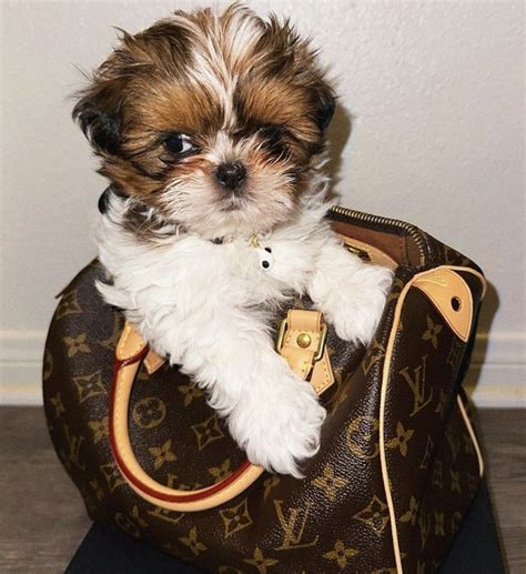 Teacup Shih Tzu Guide - The Truth About This Tiny Breed. | PupTraveller