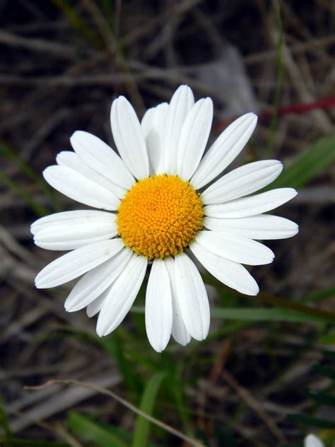 Free Images : nature, flower, petal, bloom, summer, botany, closeup ...