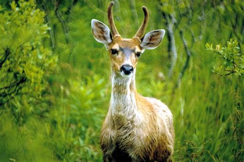 Alaska-Sitka-Black-tailed-Deer - Sunstone Tours & Cruises