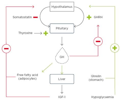 Growth Hormone and Metabolic Homeostasis - EMJ Reviews