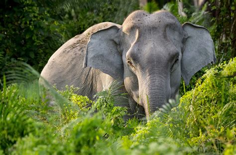 Elephants | Elephant species, Asian elephant, Elephant