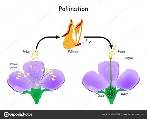 Cross Pollination Using Animal Pollinator Butterfly Anatomy Flower ...