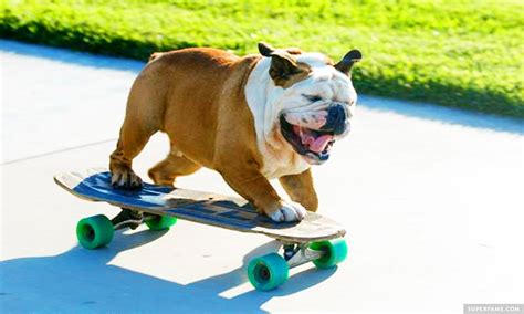 Rest in Peace: Tillman the Skateboarding Dog Dies - Superfame